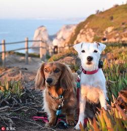 和狗的网红,萌宠界的明星风采